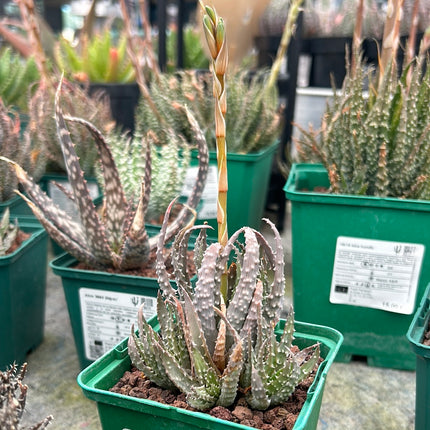 Aloe humilis