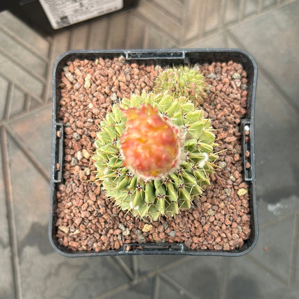Notocactus buininguii