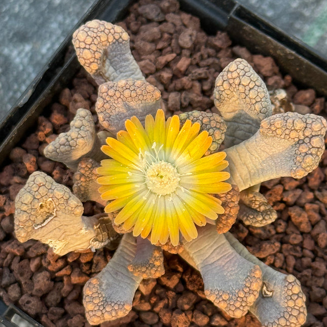 Titanopsis Hugo-schlechteri