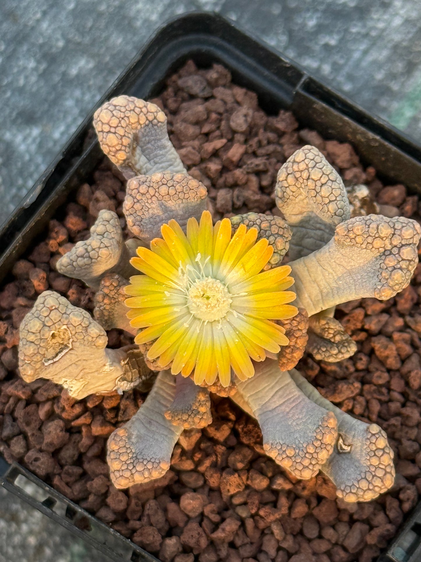 Titanopsis Hugo-schlechteri