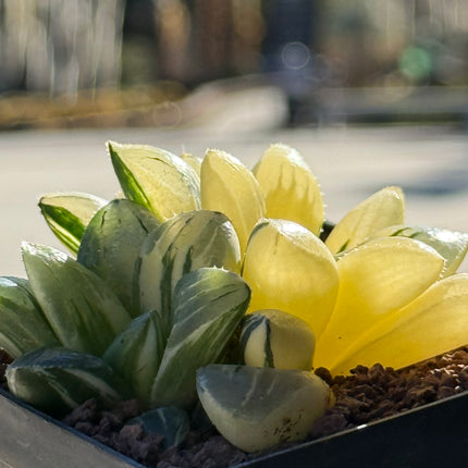 Haworthia retusa mutica f. variegata