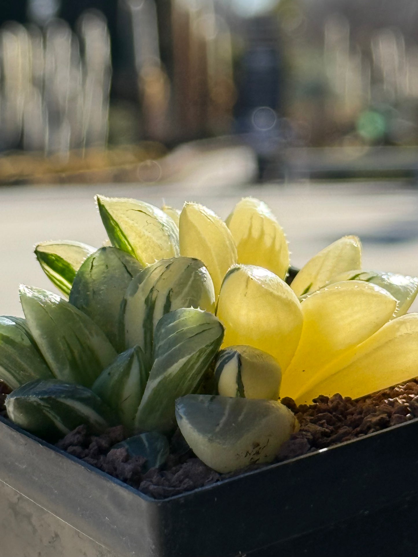 Haworthia retusa mutica f. variieren