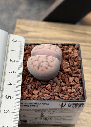 Lithops karasmontana “Mickbergensis”