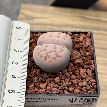 Lithops karasmontana “Mickbergensis”