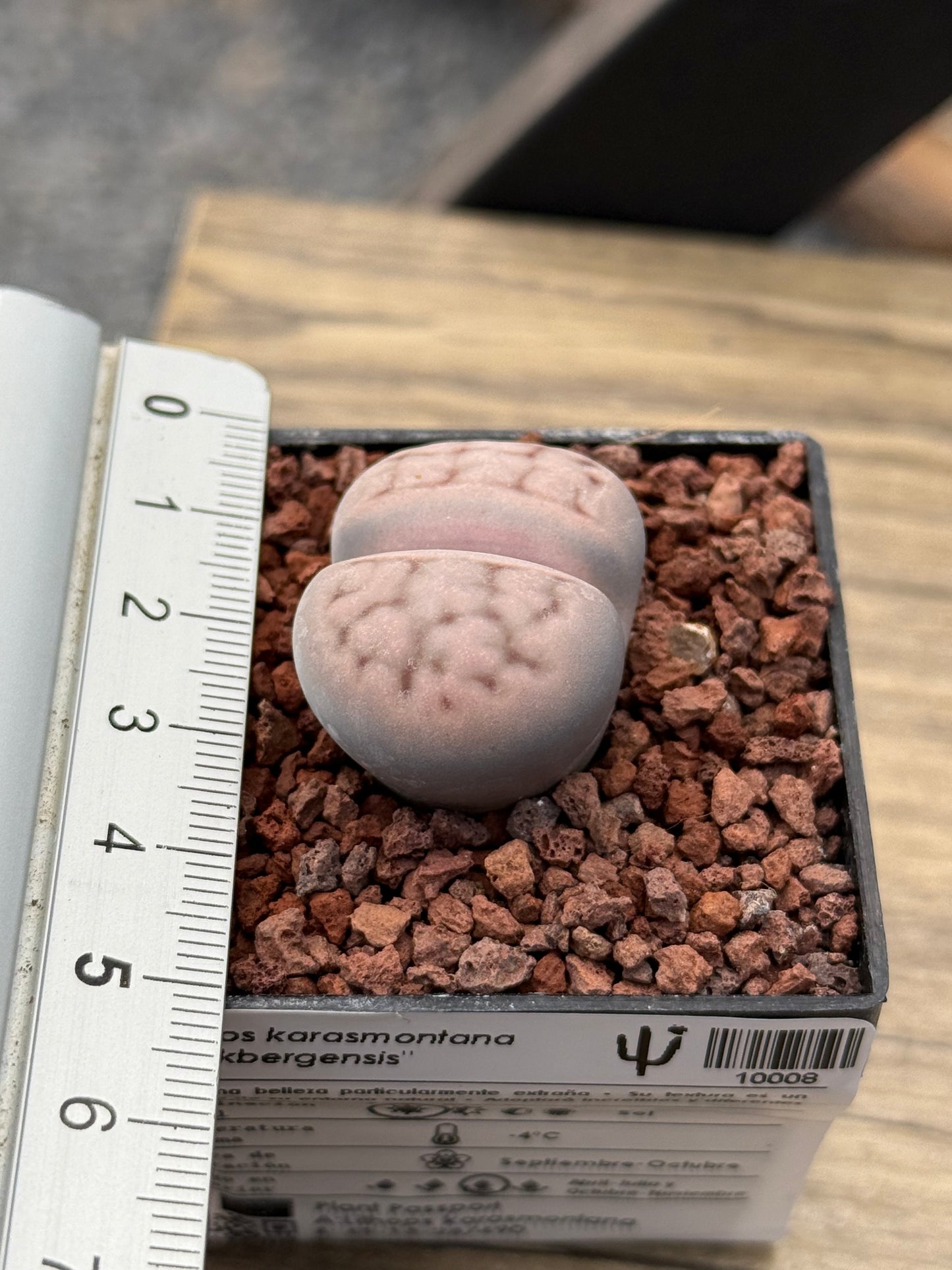 Lithops karasmontana “Mickbergensis”