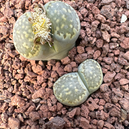 Lithops salicola C351