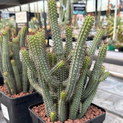 Euphorbia baioensis