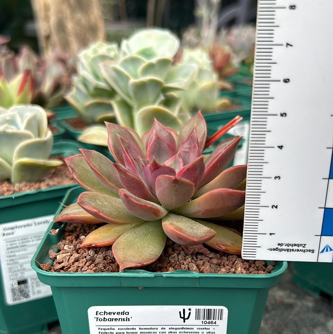 Echeveria ‘Tobarensis’