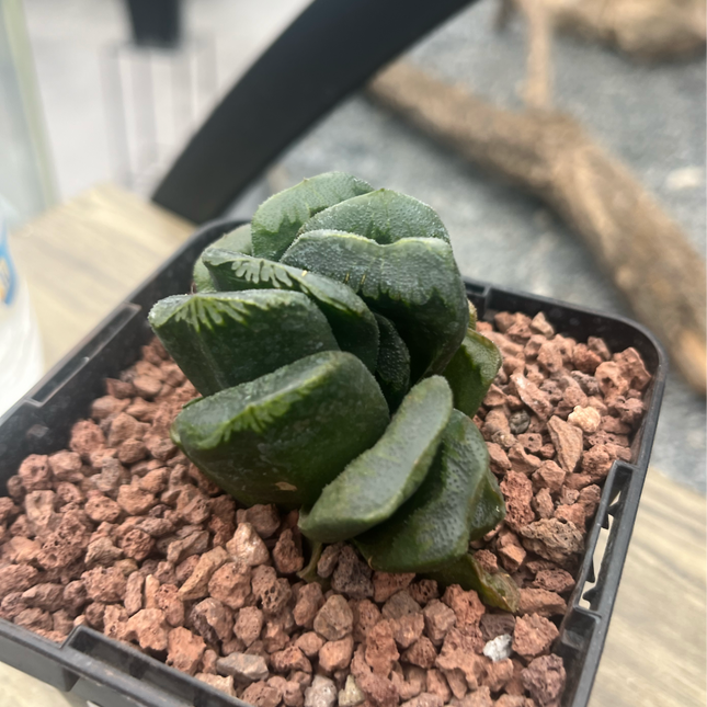 Haworthia 'Pale Pace'