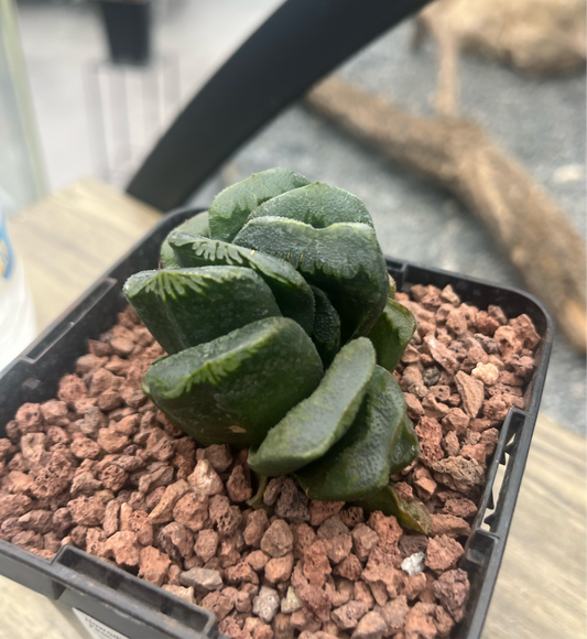 Haworthia ‘Pale Pace’