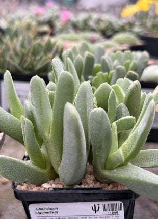 Cheiridopsis cigarretifera