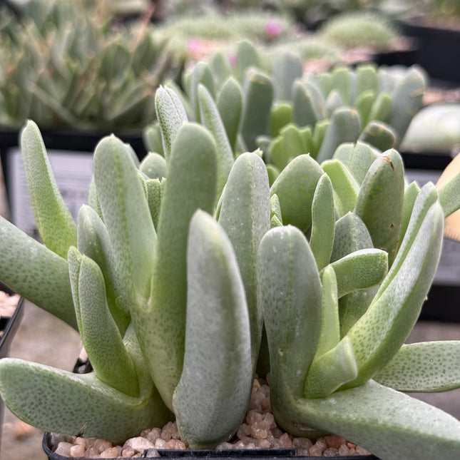 Cheiridopsis cigarretifera