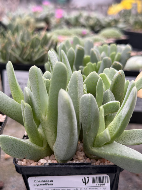 Cheiridopsis cigarretifera