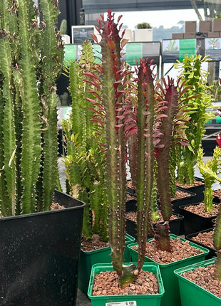 Euphorbia trigona 'Rubra'