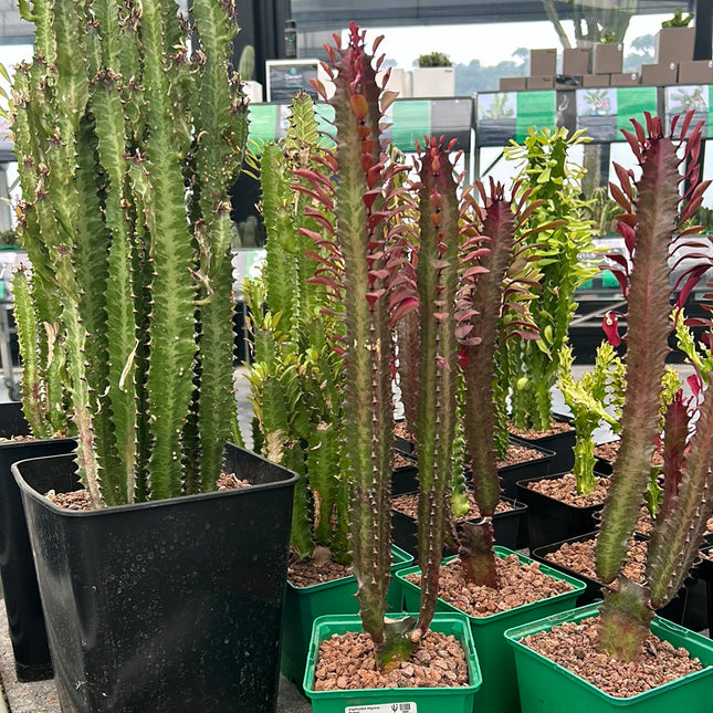 Euphorbia trigona 'Rubra'