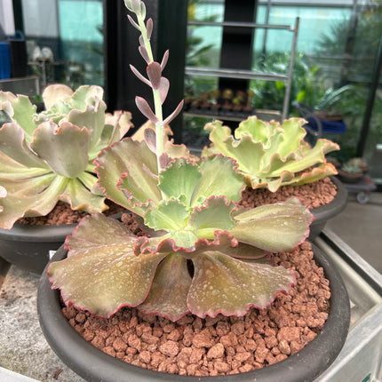 Echeveria 'Dorothy'