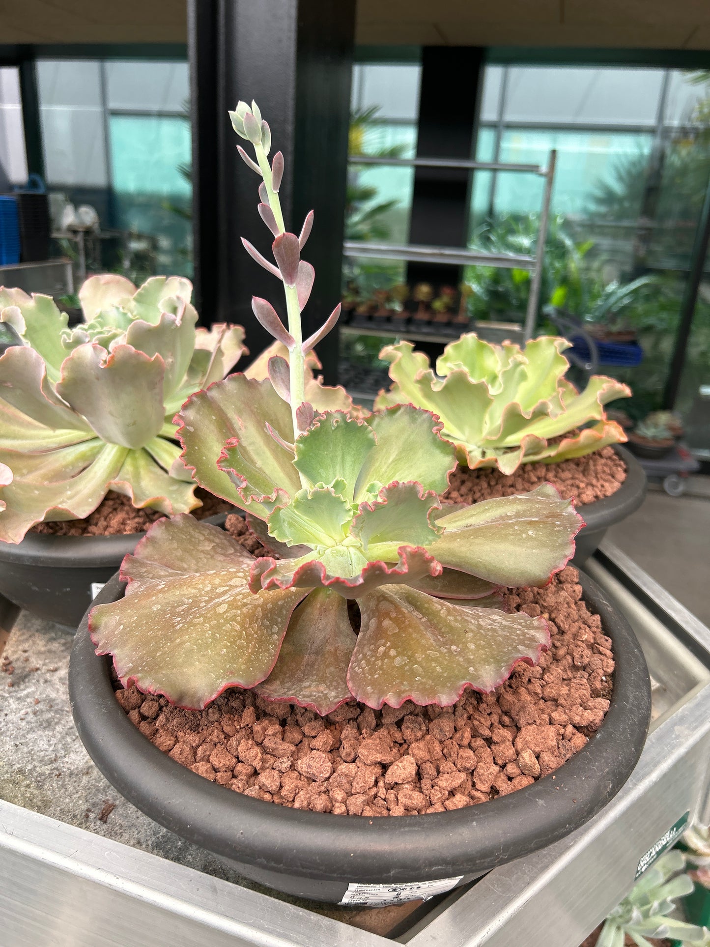 Echeveria 'Dorothy'