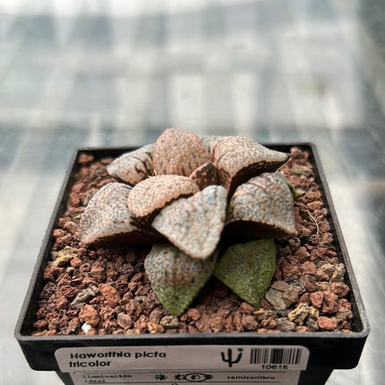 Haworthia picta var. tricolor