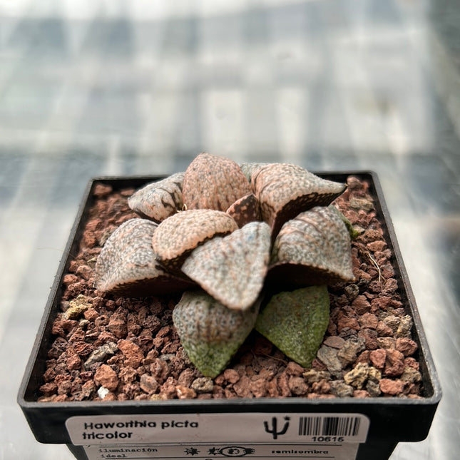 Haworthia picta var. tricolor