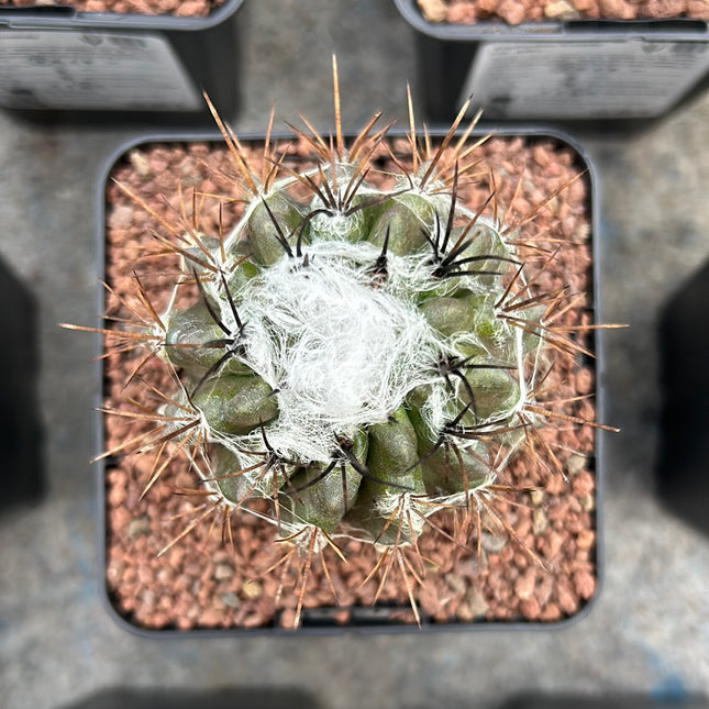 Neoporteria floccosa