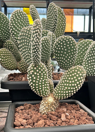 Opuntia microdasys var. albispina