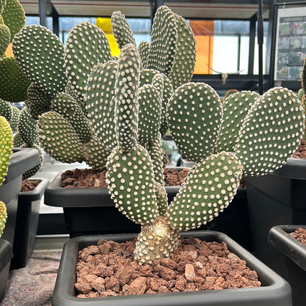 Opuntia microdasys var. albispina