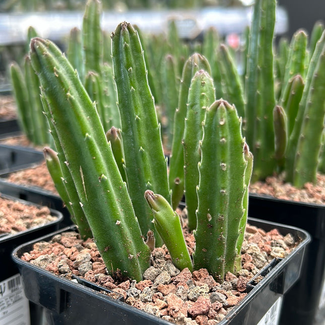 Stapelia leendertziae