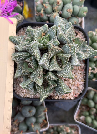 Faucaria tuberculosa