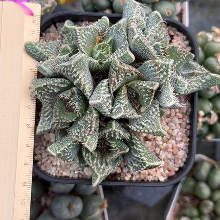 Faucaria tuberculosa