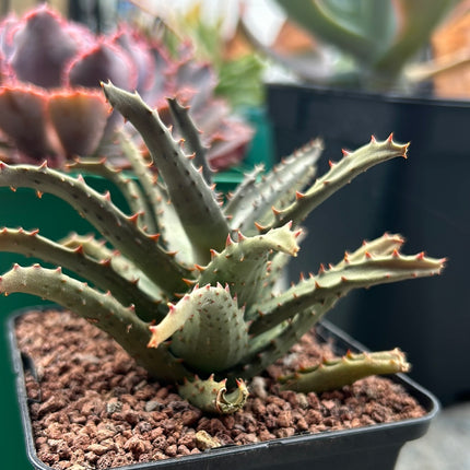 Aloe Castilloniae