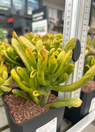 Crassula ovata "hobbit" (Orejas de Shrek)