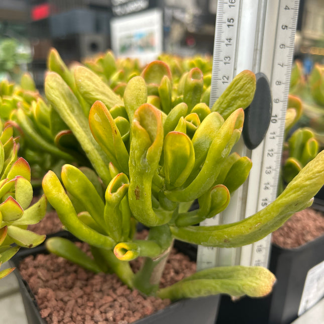 Crassula ovata "hobbit" | Jade de  Shrek