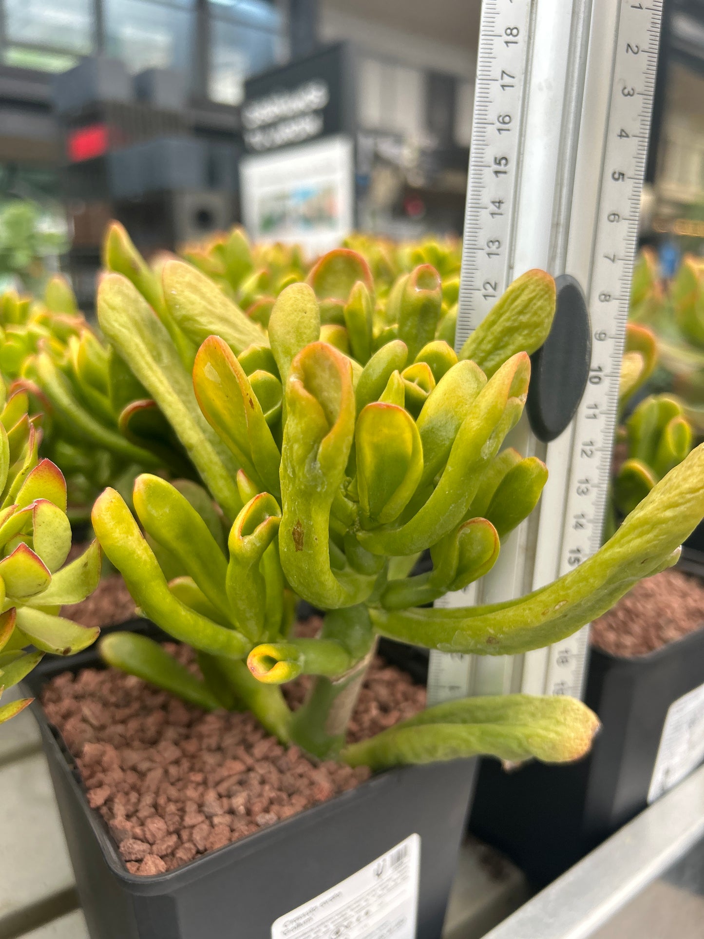 Crassula ovata "gollum" (Orejas de Shrek)