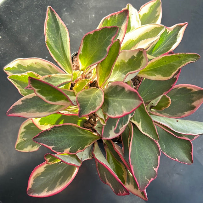 Peperomia ‘Ginny’