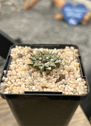 Ariocarpus kotschoubeyanus subs. sladkovskyi KMR11 Green River