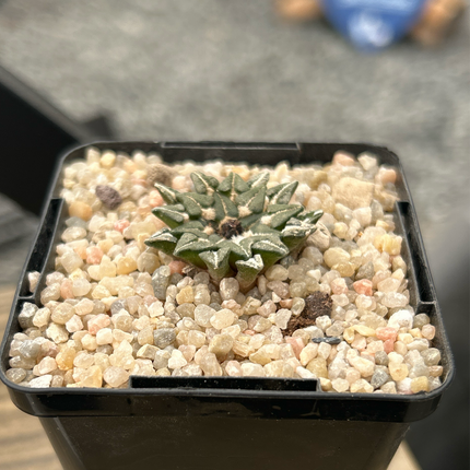 Ariocarpus kotschoubeyanus subs. sladkovskyi KMR11 Green River