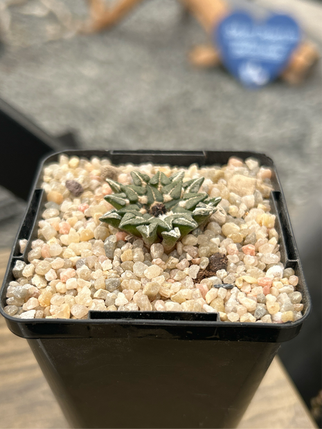 Ariocarpus kotschoubeyanus subs. sladkovskyi KMR11 Rio verde