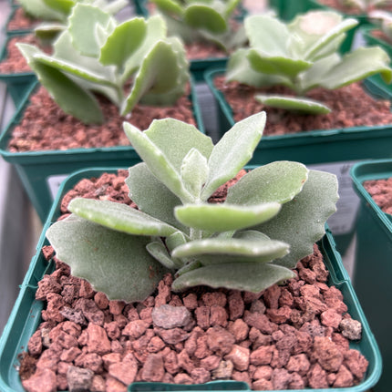 Kalanchoe millotii