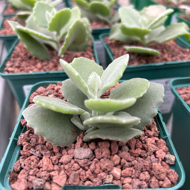 kalanchoe millotii