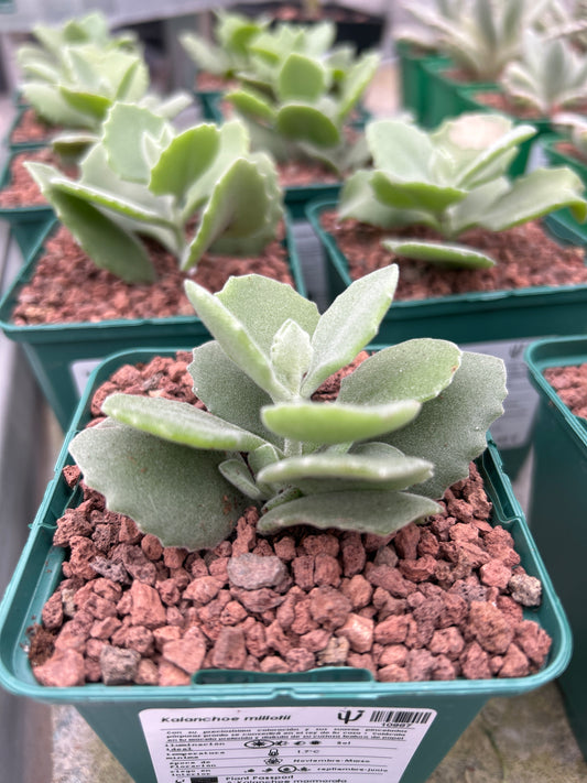 kalanchoe millotii