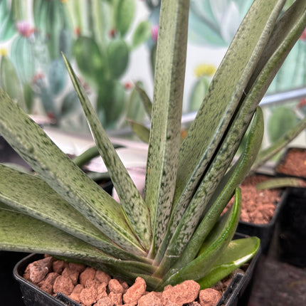 Gasteria bicolor 'Ja'