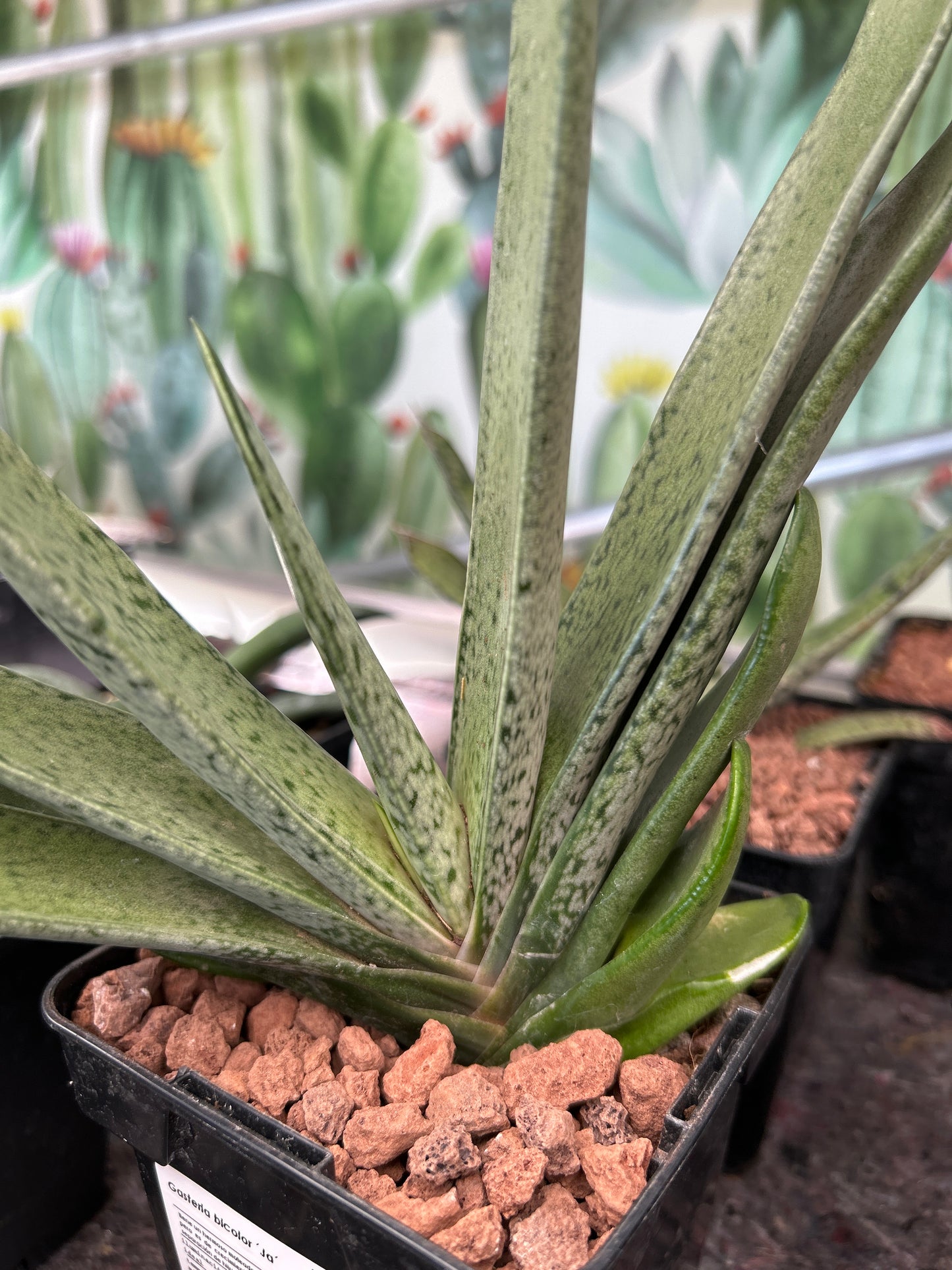 Zweifarbige Gasteria 'Ja'