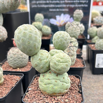 Tephrocactus geometricus (Huevos de Dragón)