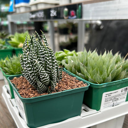 Desert PACK Haworthias