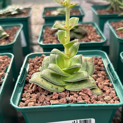 Crassula hemisphaerica 'Peak form'