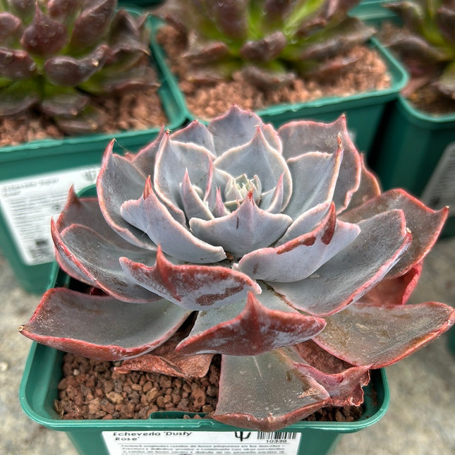 Echeveria 'Dusty rose'