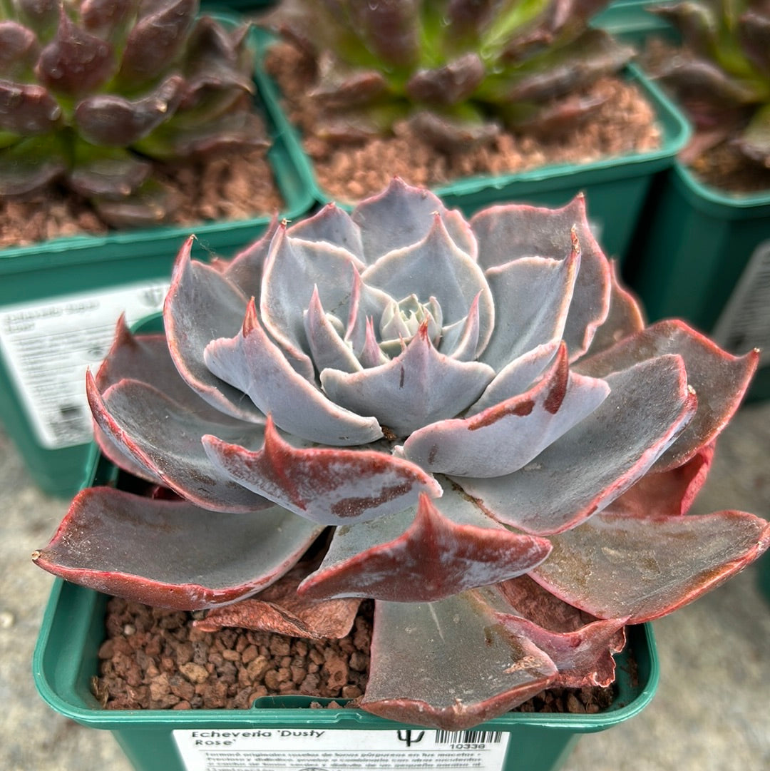 Echeveria 'Dusty rose'