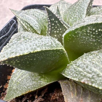Haworthia ‘Bradgate’