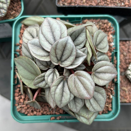 Peperomia watermelon