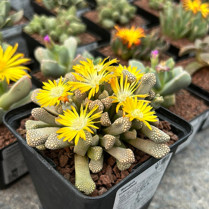 Titanopsis schwantesii